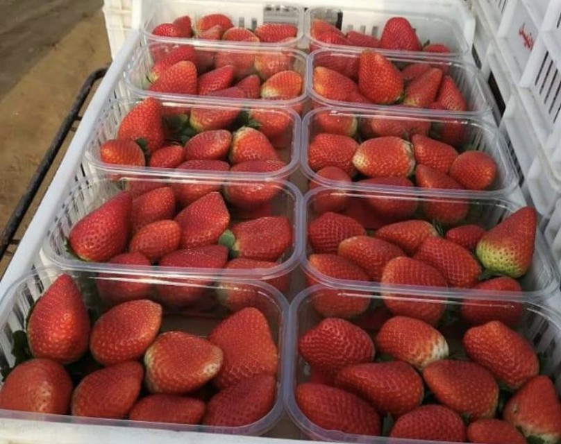 Fresh Strawberry From Morocco