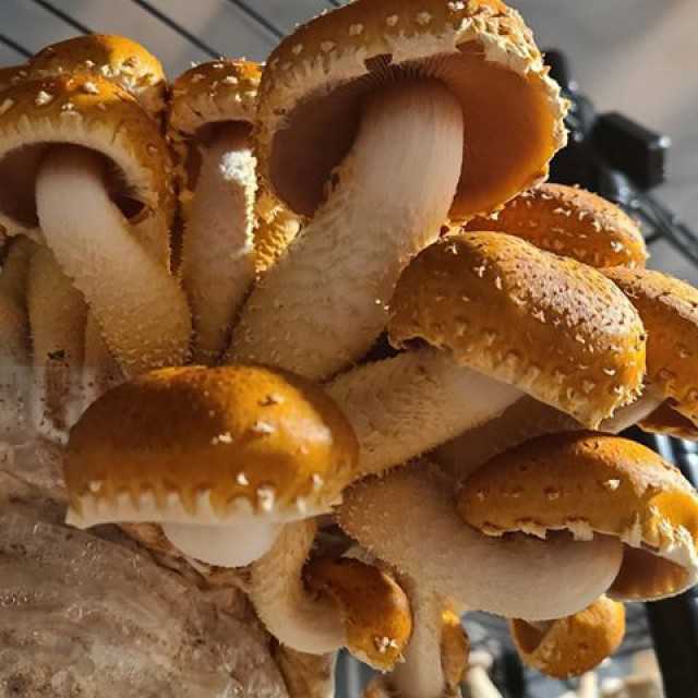 Forest mushroom chanterelle