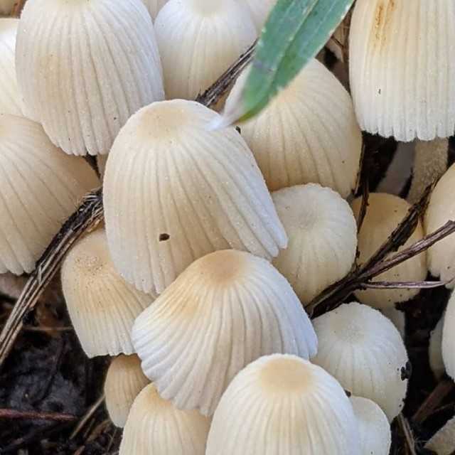 Forest mushroom chanterelle