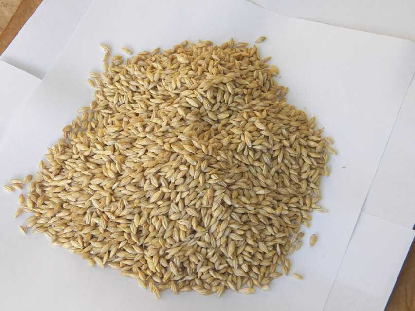 Barley for animal Feed