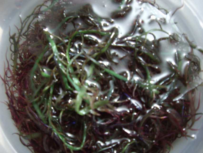 Seaweed chondracanthus chamissoi Dried