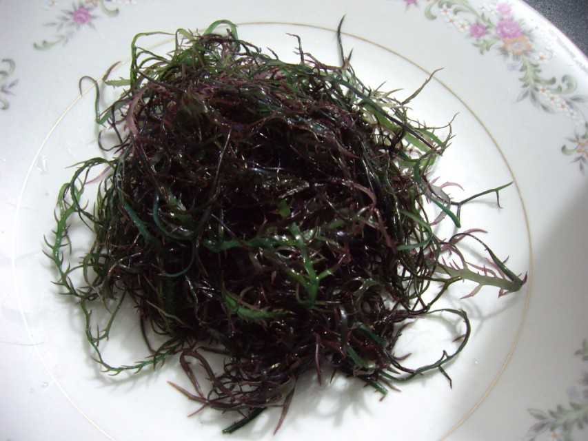 Premium Seaweed chondracanthus chamissoi Dried - Wholesale Rates, Direct from Peru