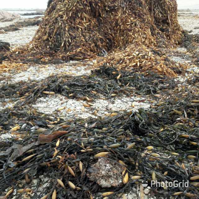 Seaweed macrocystis integrifolia pyrifera