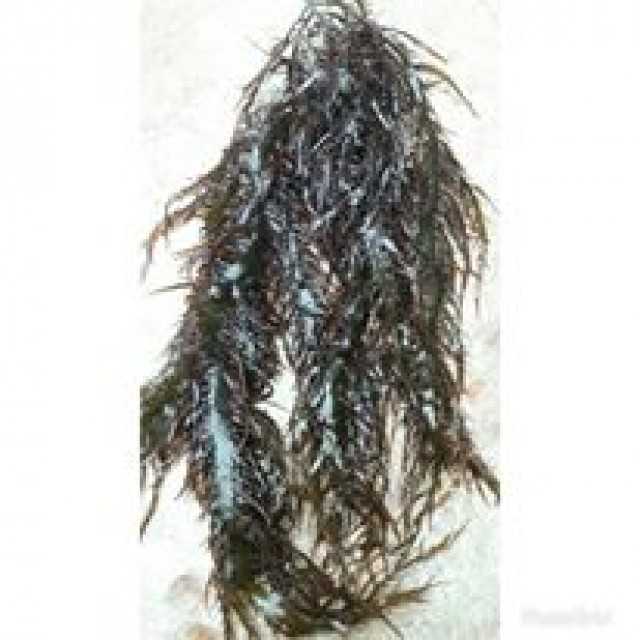 Seaweed gigartina chamissoi Dried