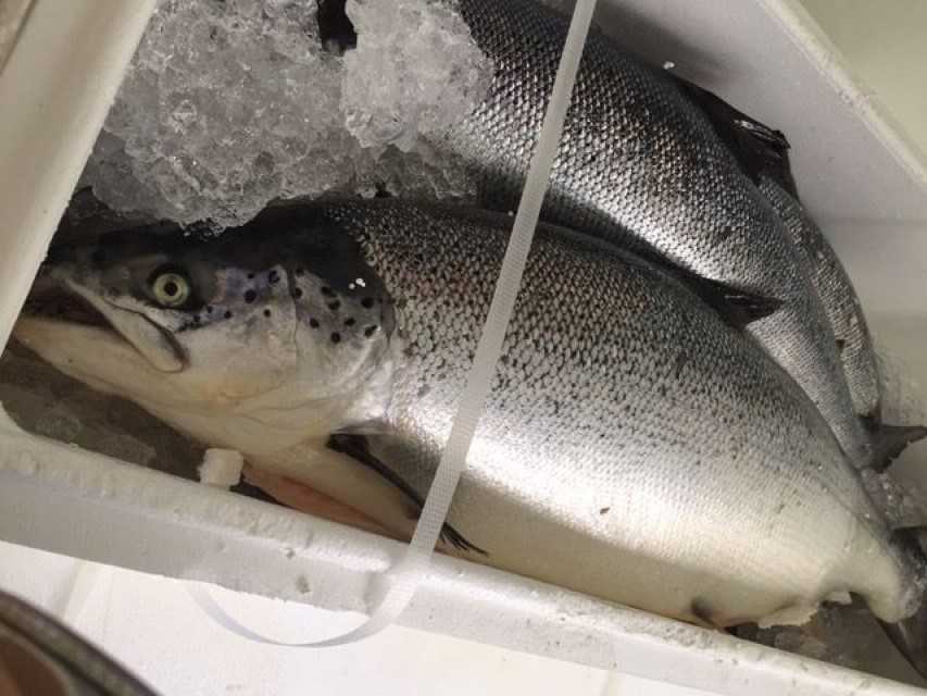 Fresh and Frozen salmon fish