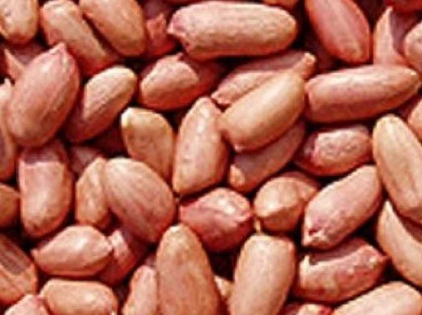 Peanuts kernels