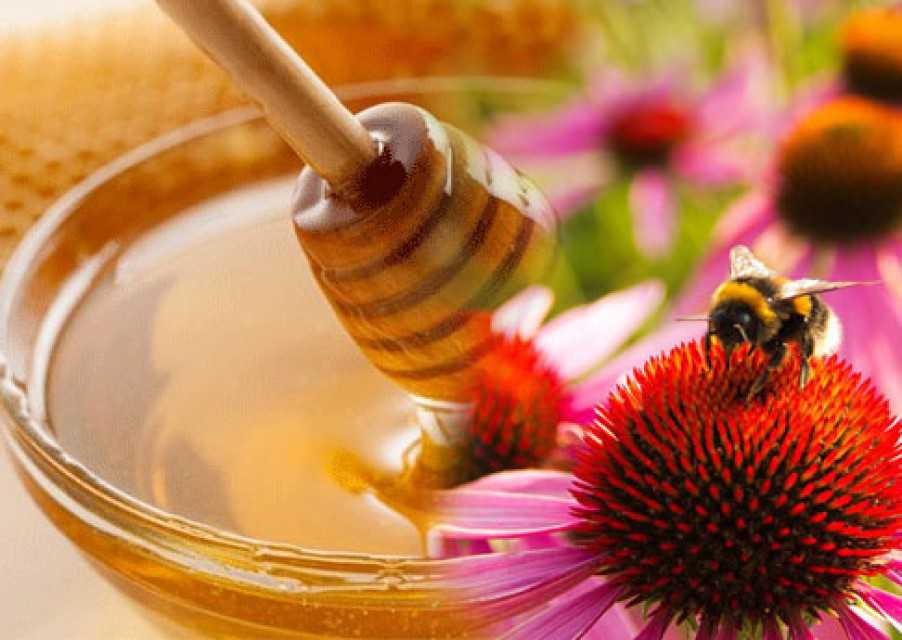 Premium Indian Natural Honey - Upamanyu Industries