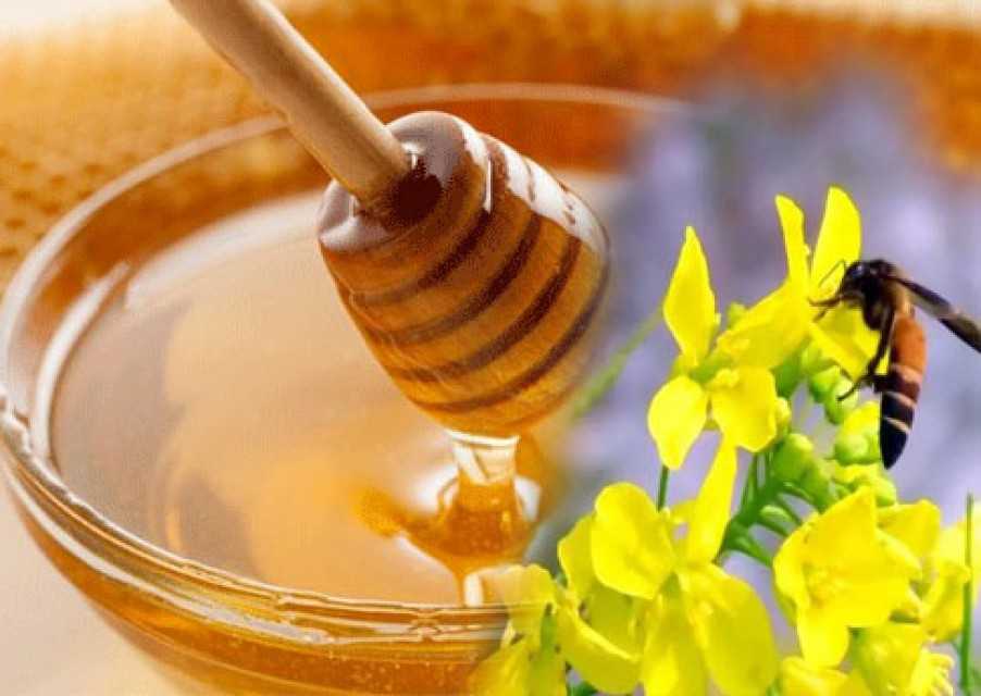 Premium Indian Natural Honey - Upamanyu Industries