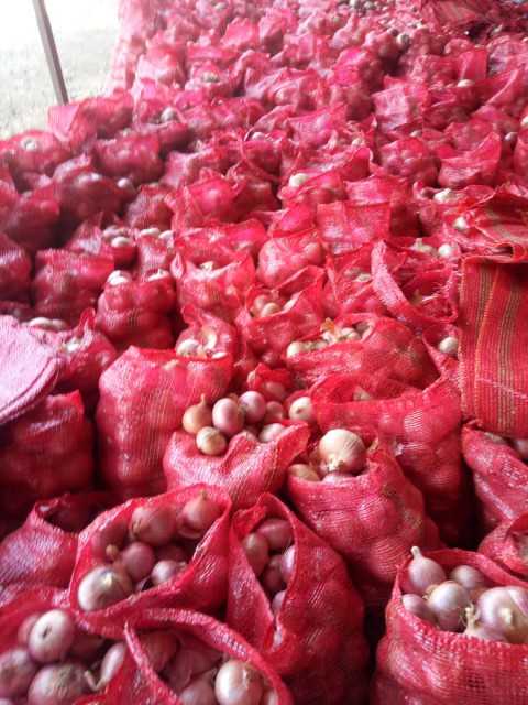 Export Onions