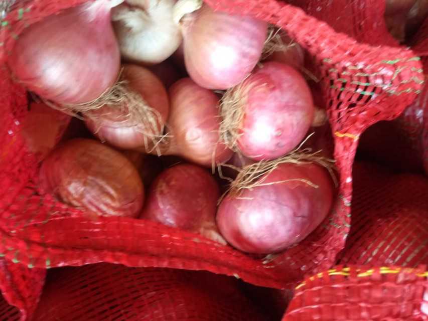 Export Onions