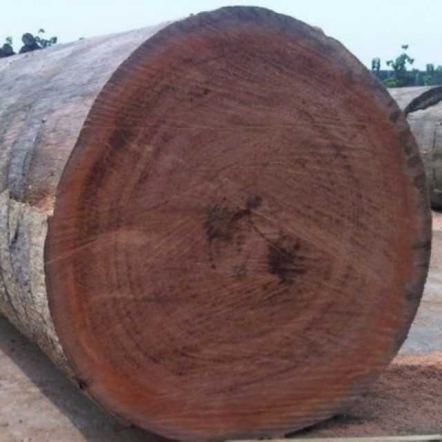 AZOBE(Ekki) Round Logs From Cameroon