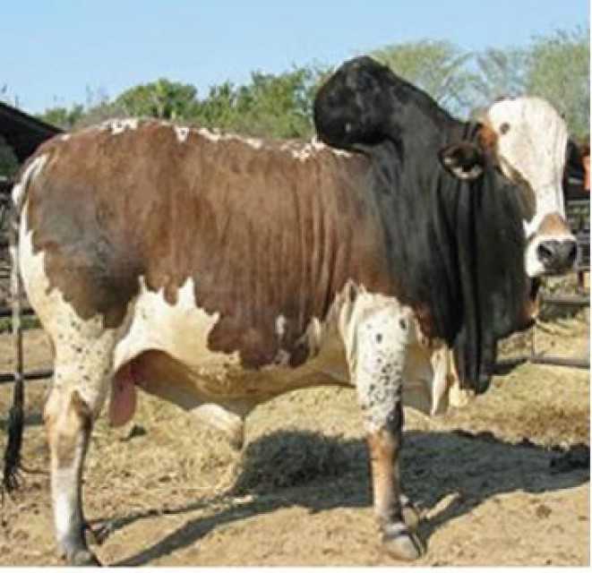 Ethiopian Livestock: Cattle, Bulls, Goats, Sheep, and Camels
