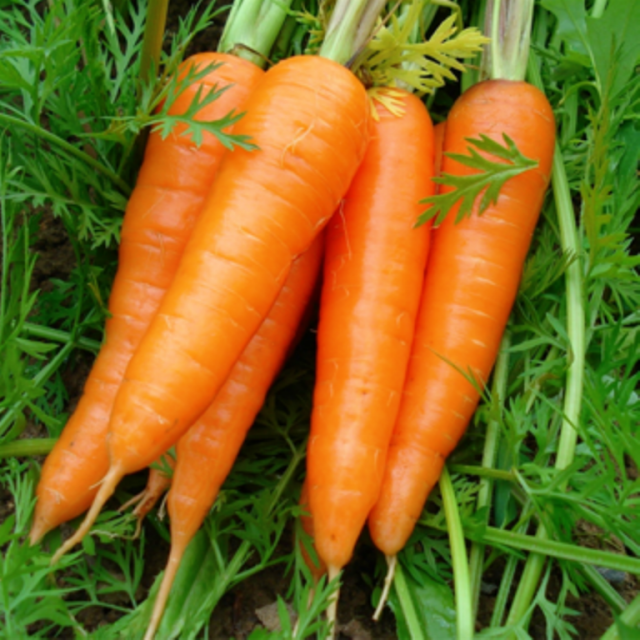 Fresh Carrot Vietnam - KME Natural Orange Carrots