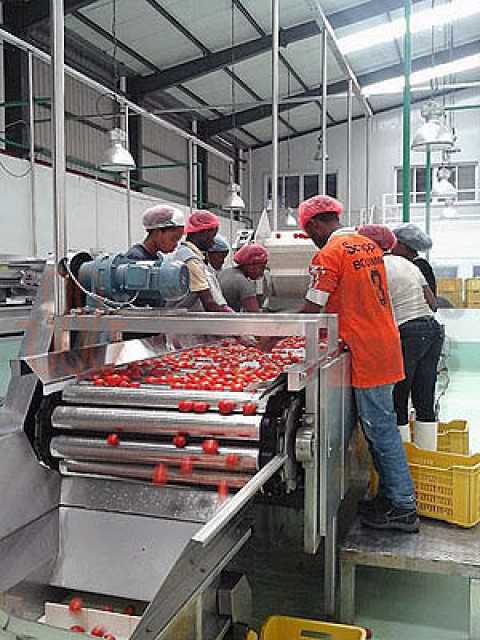Efficient Tomato Processing Line - High-Quality Machines