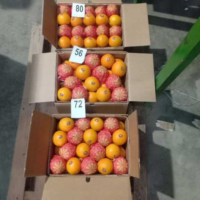 Fresh Oranges from Egypt: High-Quality Wholesale Oranges