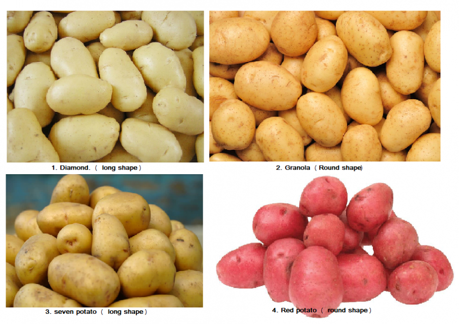 Bangladesh's Finest Fresh Potato Varieties – Aya Trade Inc