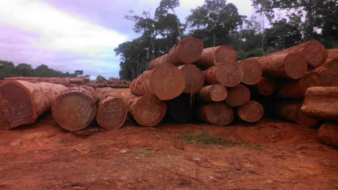 "Premium AZOBE (EKKI) Round Logs: Wholesale Supplier from Cameroon