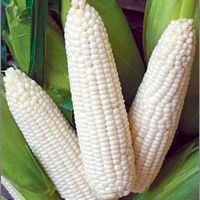 Premium Yellow Corn/Maize - High-Quality Supplier from Cameroon