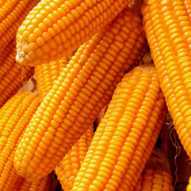 Premium Yellow Corn/Maize - High-Quality Supplier from Cameroon