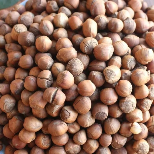 Premium Pure Hazelnuts from Cameroon - Quality Snack & Baking Ingredient