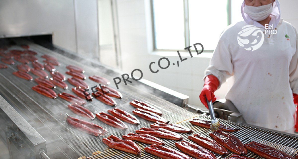 Headless Back-Cut Frozen Roasted Eel - Premium Quality
