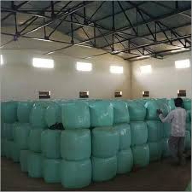 Premium High Protein Corn Silage for Livestock Feed