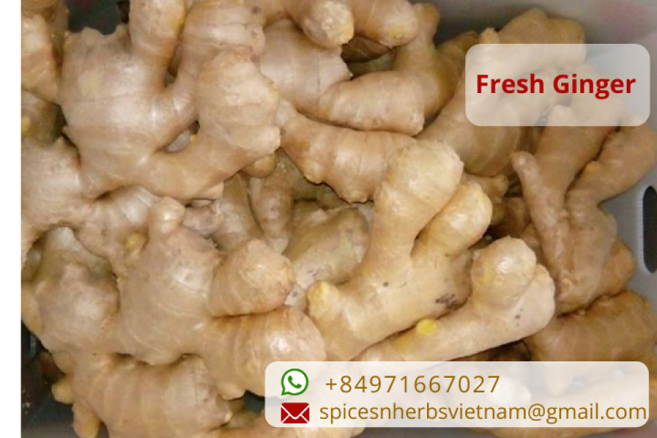 Fresh Ginger Vietnam - Premium Quality, Direct from the Source