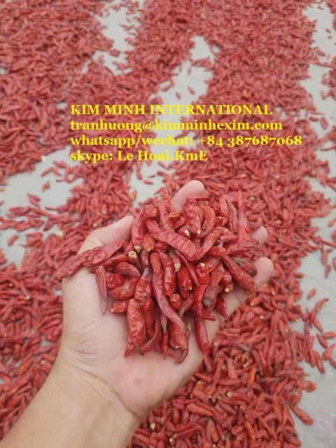 Premium Indian Red Chilli - Source of Spicy Delight