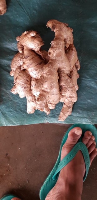 Premium Indian Fresh Ginger - Wholesale Rates, Export Quality