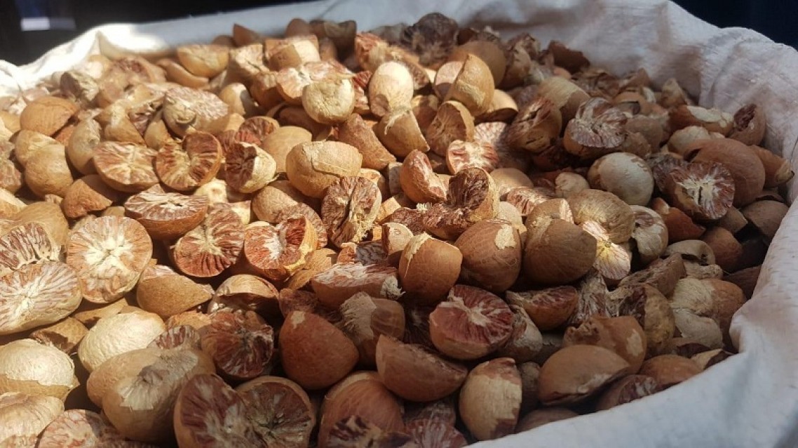 Premium Indonesian Areca Betel Nut