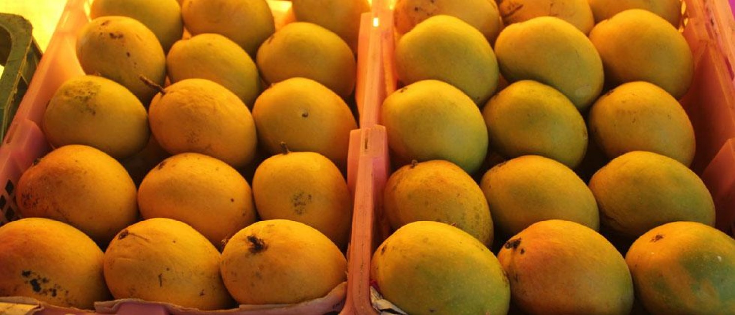 Fresh Mangoes (Mangifera Indica) Wholesale from India