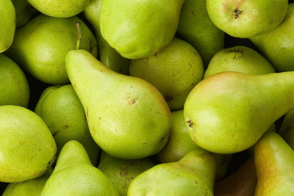 Premium Indian Pears (Pyrus) - A Grade Quality at Wholesale Rates