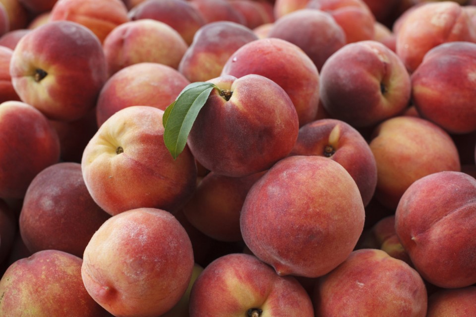 Peaches ( Prunus persica )