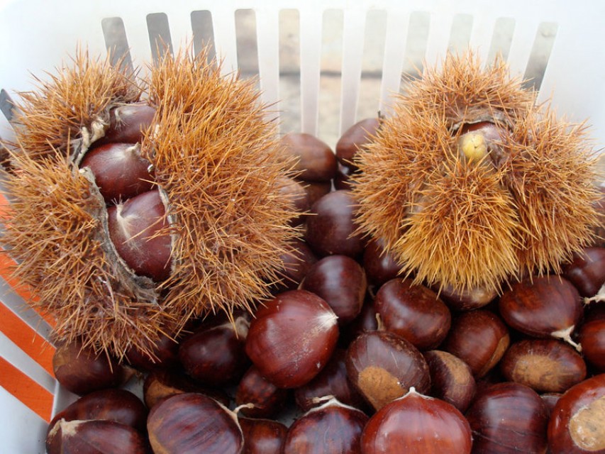 Premium South African Chestnuts - Wholesale Supply | MZI Chestnuts