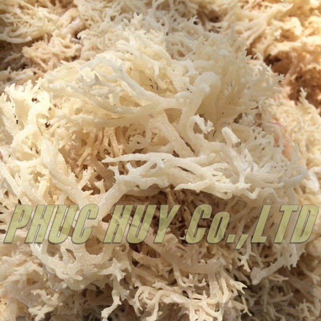 Organic golden sea moss