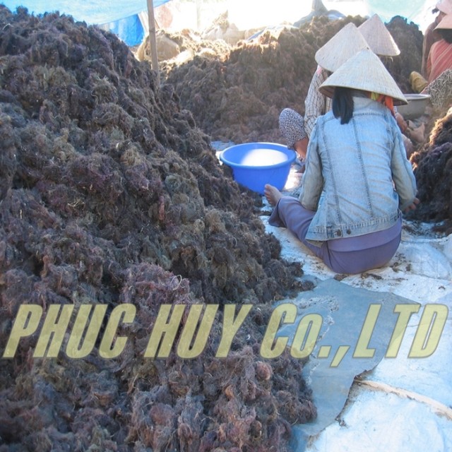 Premium Gracilaria Seaweed for Agar-Agar Extraction