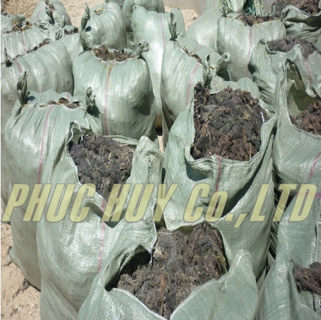 Premium Gracilaria Seaweed for Agar-Agar Extraction