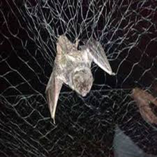 Mist Net for Bats