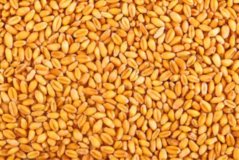 Premium Indian Wheat: Unmatched Quality for Your Business Needs
