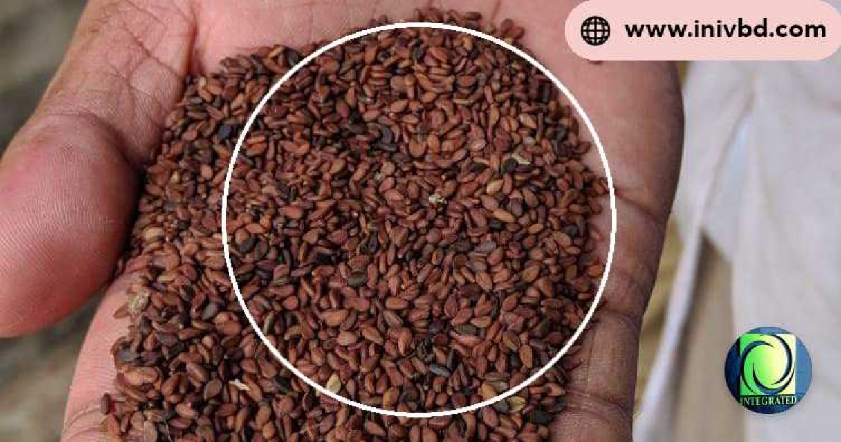 Sesame Seeds: Quality Supplier from Bangladesh