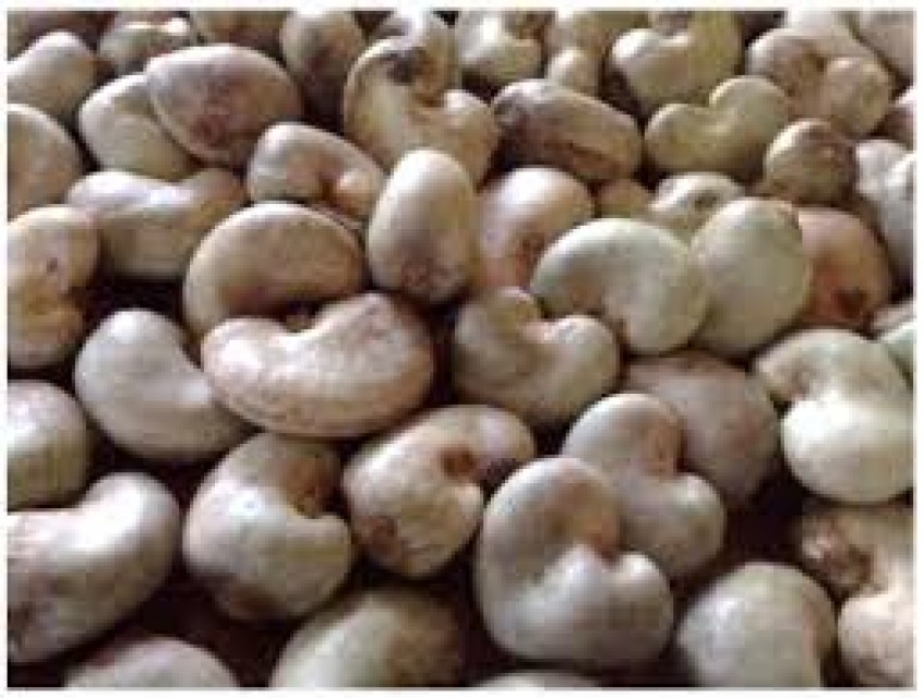 Best Quality cashew nuts