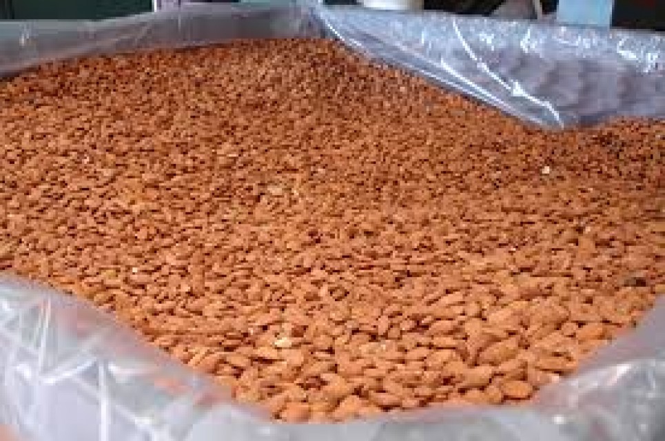 Raw Almond Kernel / Almond Nut / Sweet Almon