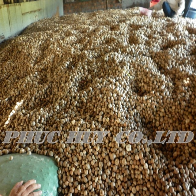 Dried whole betel nu / areca nut t from reputed supplier in Vietnam