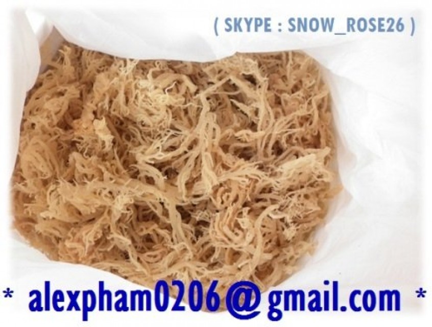 Premium Dried Seamoss Seaweed for Carrageenan, Medical, Cosmetic, and Food Applications