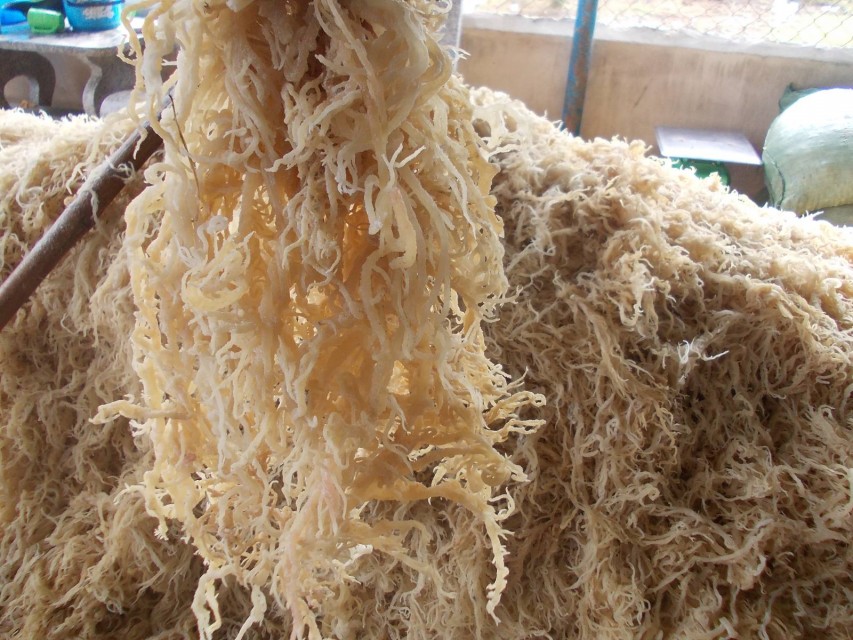 Premium Dried Seamoss Seaweed for Carrageenan, Medical, Cosmetic, and Food Applications