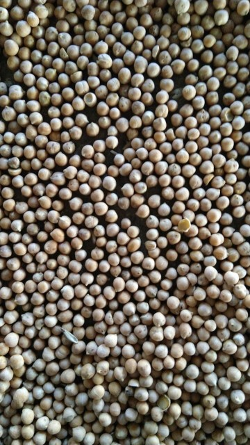 Chick Peas - Best Quality, Direct from Uzbekistan