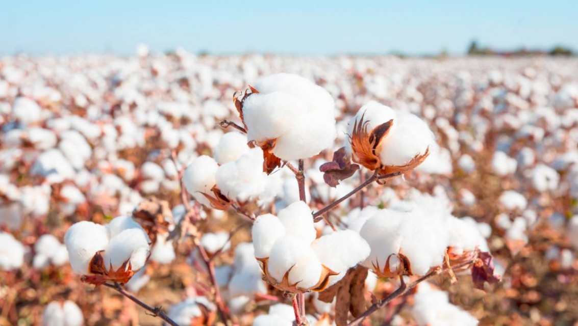 remium Indian Raw Cotton - Wholesale Manufacturer & Exporter
