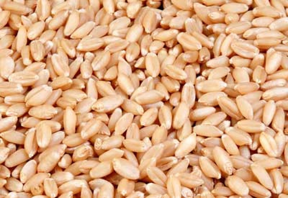 Premium Indian Wheat and Wheat Flour