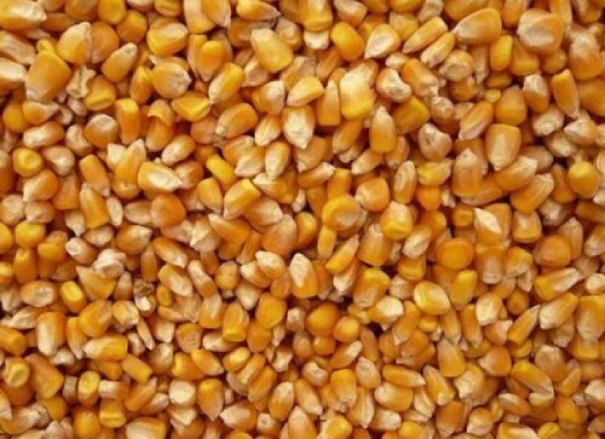 Yellow Maize/ Cattle Feed