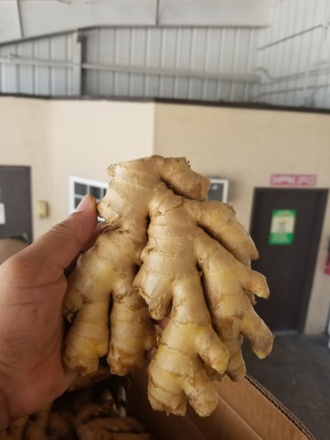 Premium Indian Fresh Ginger: Best Quality